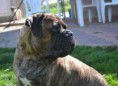 /album/fotogalerie/dorothy-of-the-dave-n-dogs-zari-2015-jpg1/